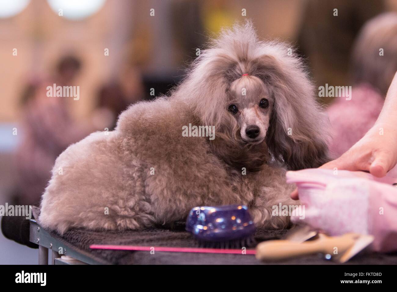 Birmingham, UK. 10th March, 2016. A Miniature Poodle rests before judging at Crufts 2016. Credit: Jon Freeman/Alamy Live News Stock Photo