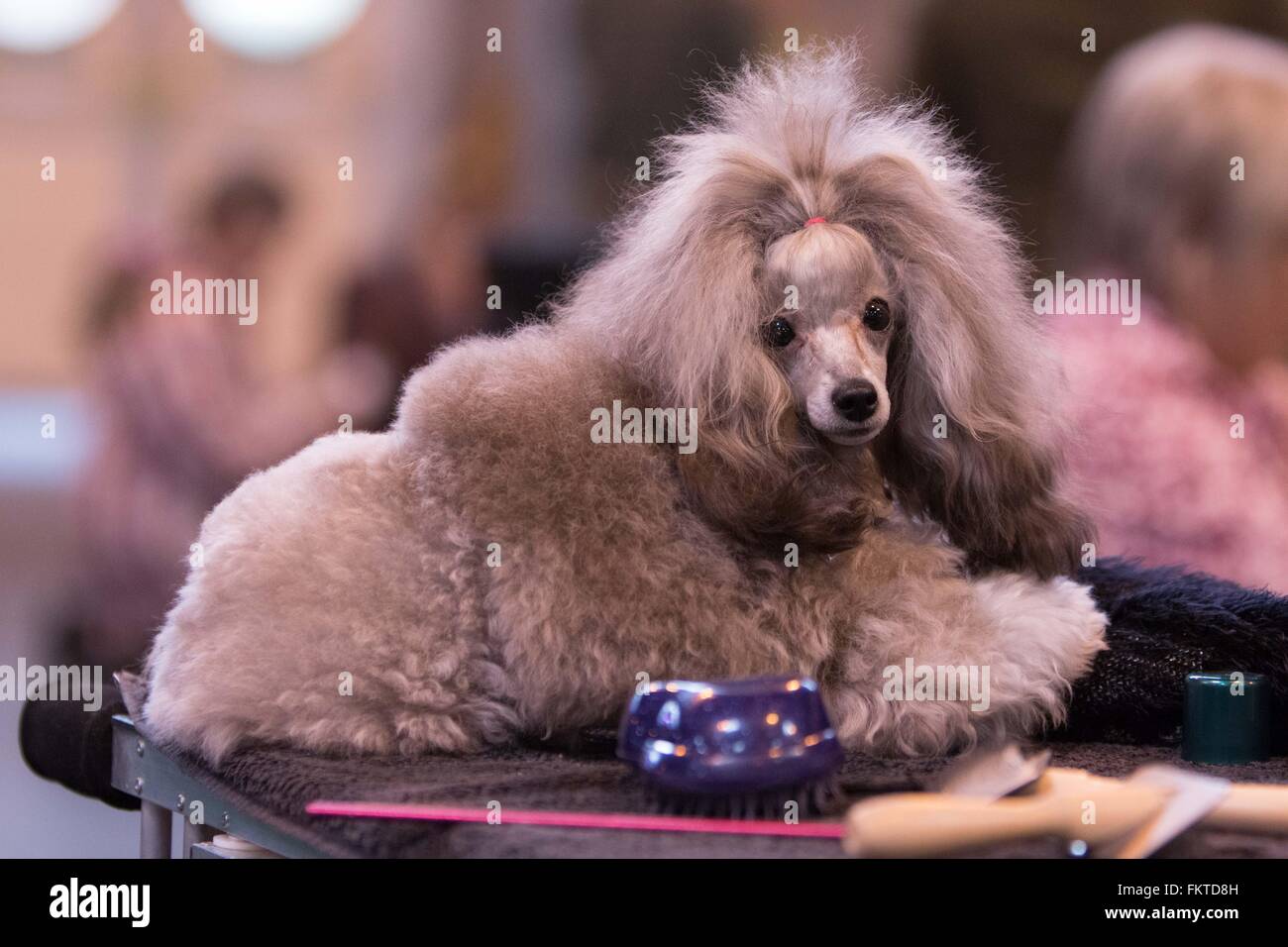 Birmingham, UK. 10th March, 2016. A Miniature Poodle at Crufts 2016. Credit: Jon Freeman/Alamy Live News Stock Photo