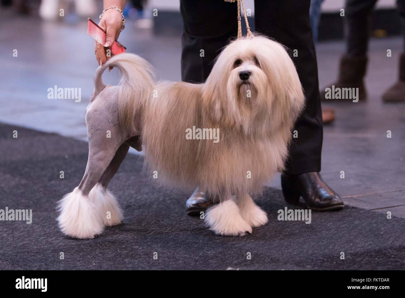 Birmingham UK. 10th March 2016. A freshly clipped dog ready for