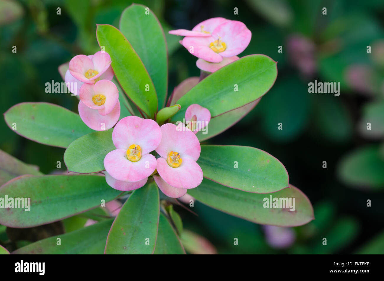 Crown of thorns Stock Photo Alamy