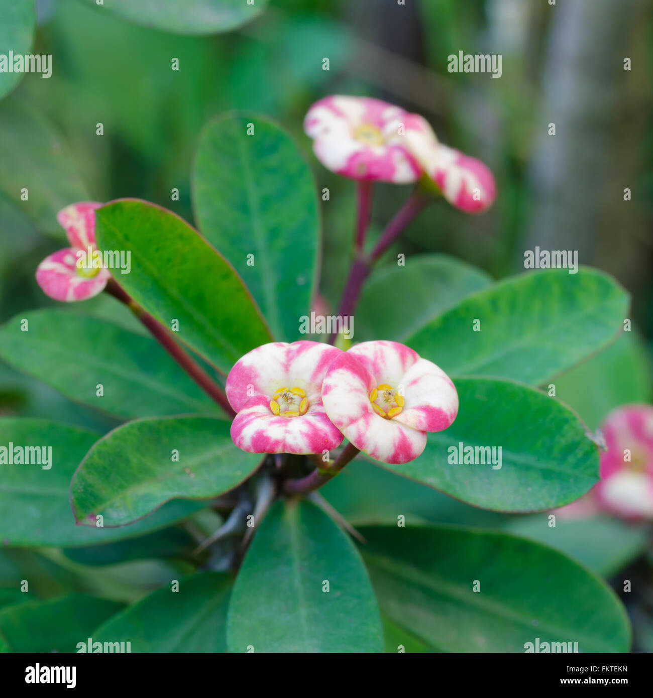 Crown of thorns Stock Photo Alamy