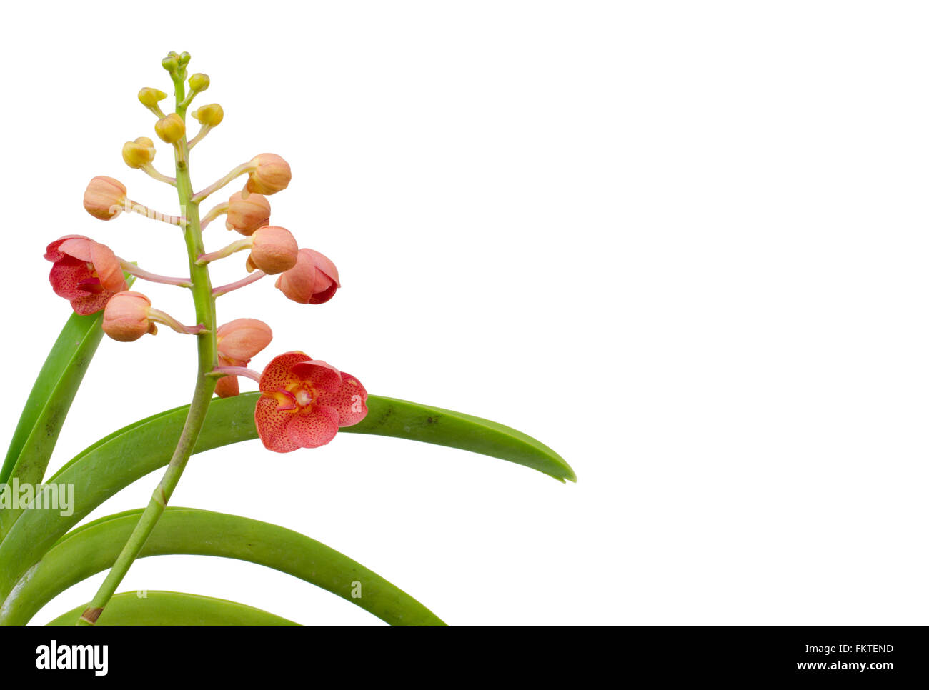 Hybrids vanda  orchid isolated on white background Stock Photo