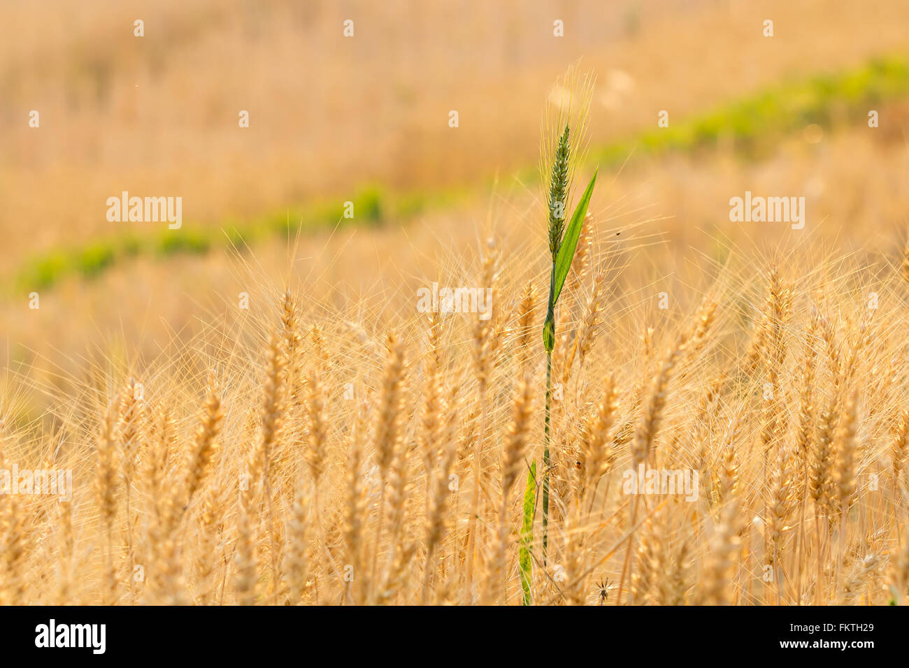 Green barley field in hi-res stock photography and images - Alamy