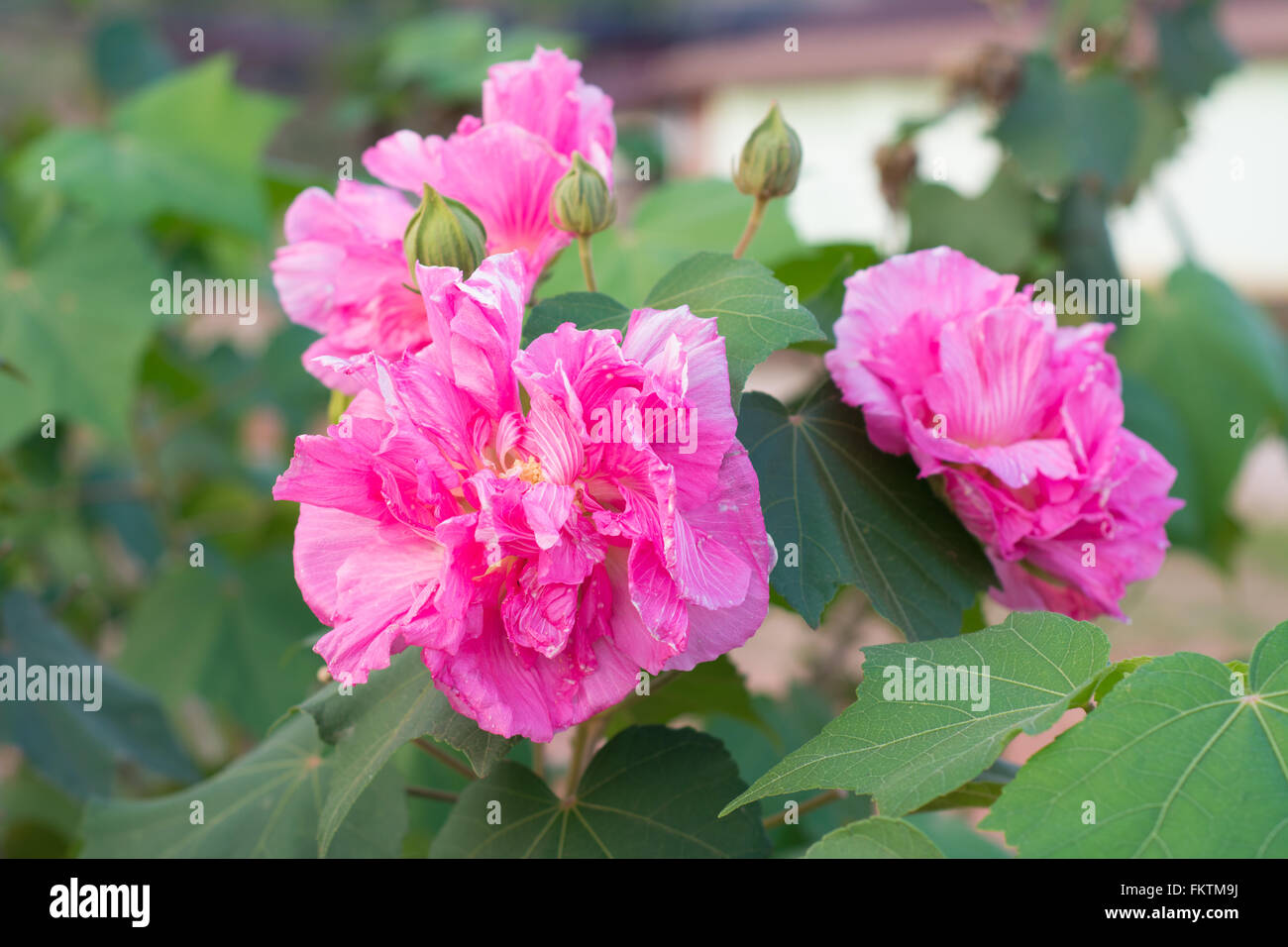 Confederate Rose Flower ( hibiscus mutabilis) Stock Photo