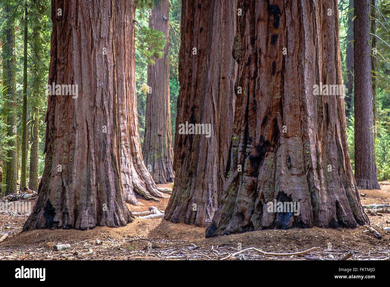 Cluster   giant redwood tree trunks, Yosemite national park, California, USA Stock Photo