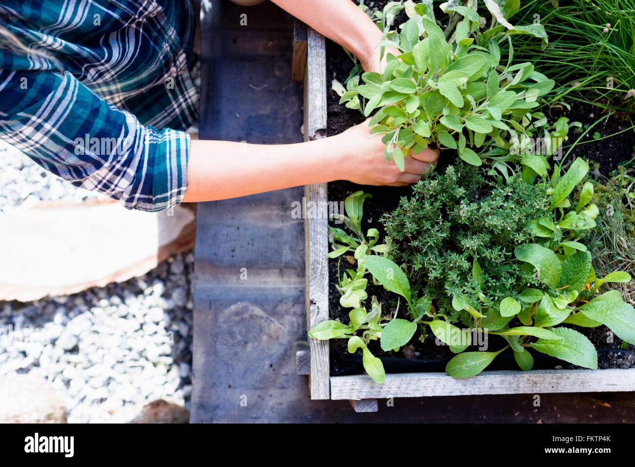 Woman planting herbs in herb garden, high angle Stock Photo