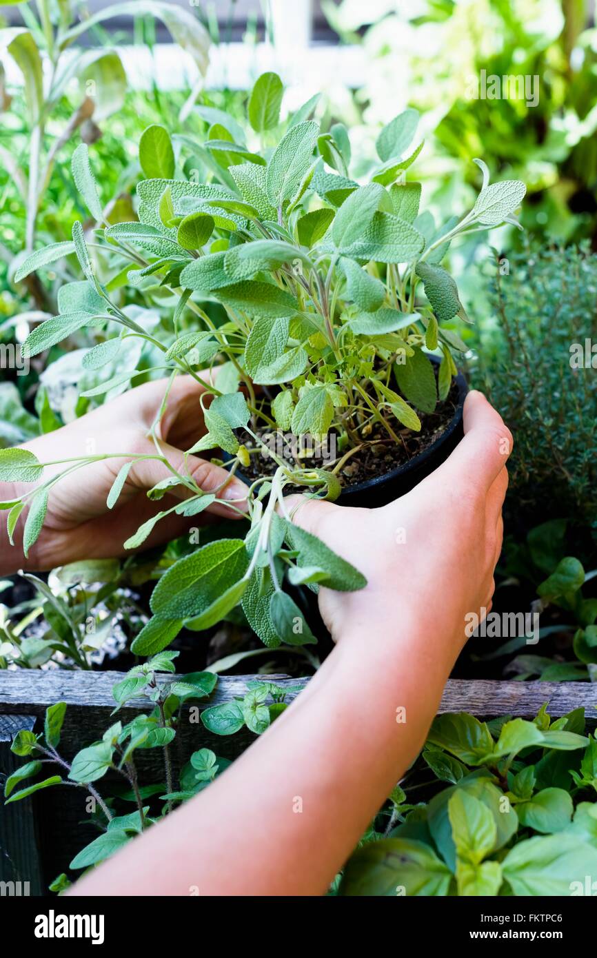 Woman holding herb in pot, close up Stock Photo