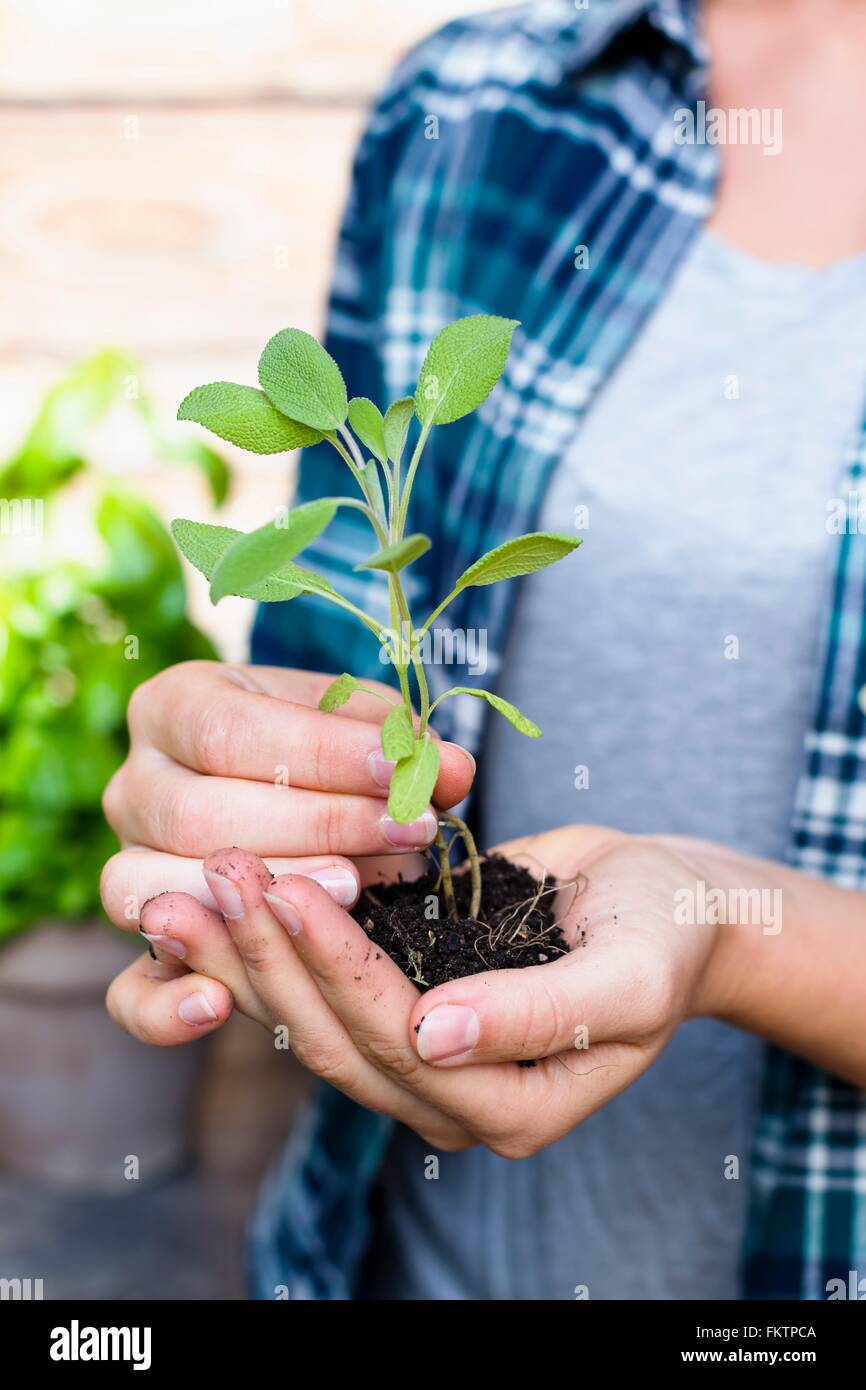 Woman holding seedling, close up Stock Photo