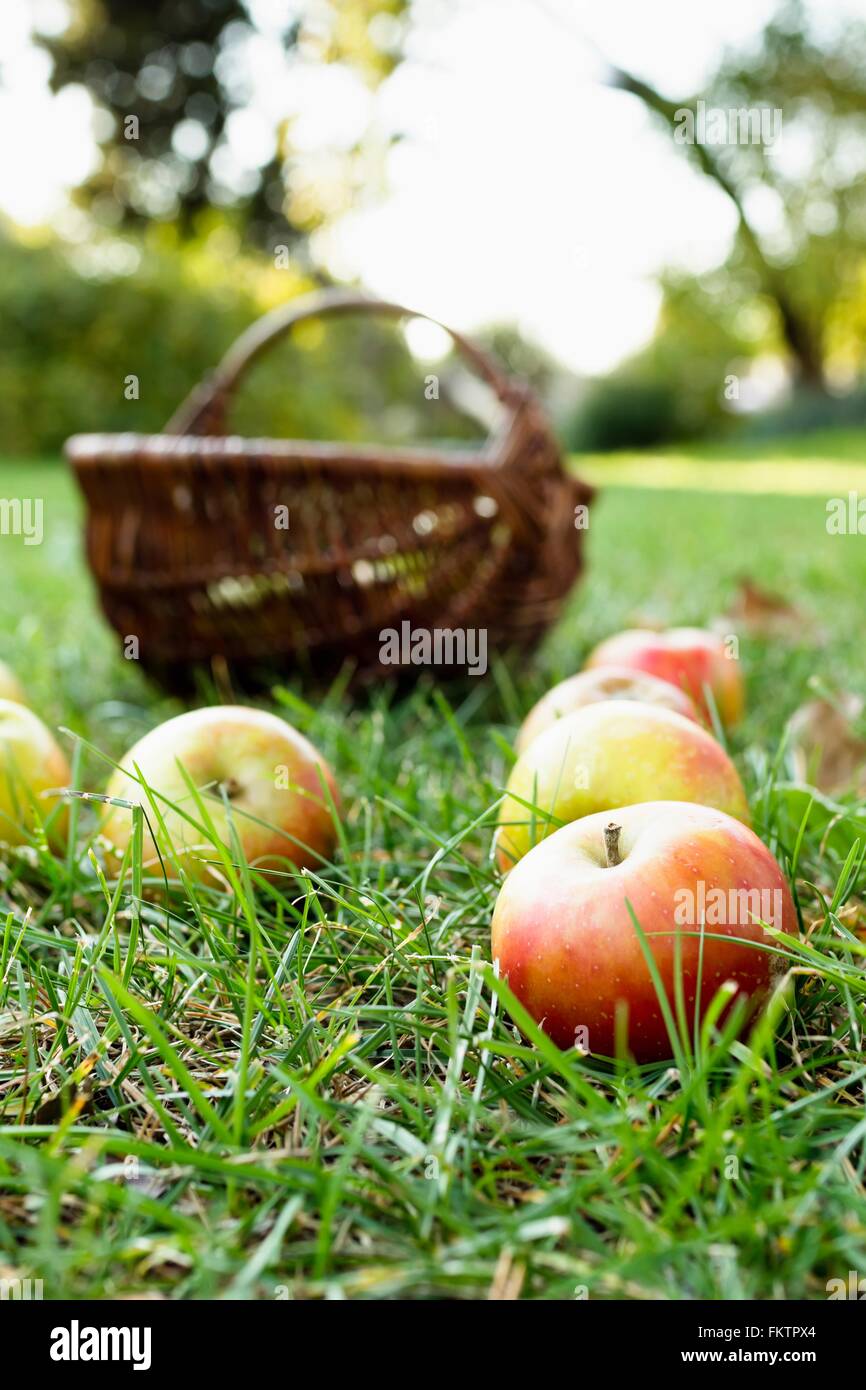Apples on grass with basket behind Stock Photo
