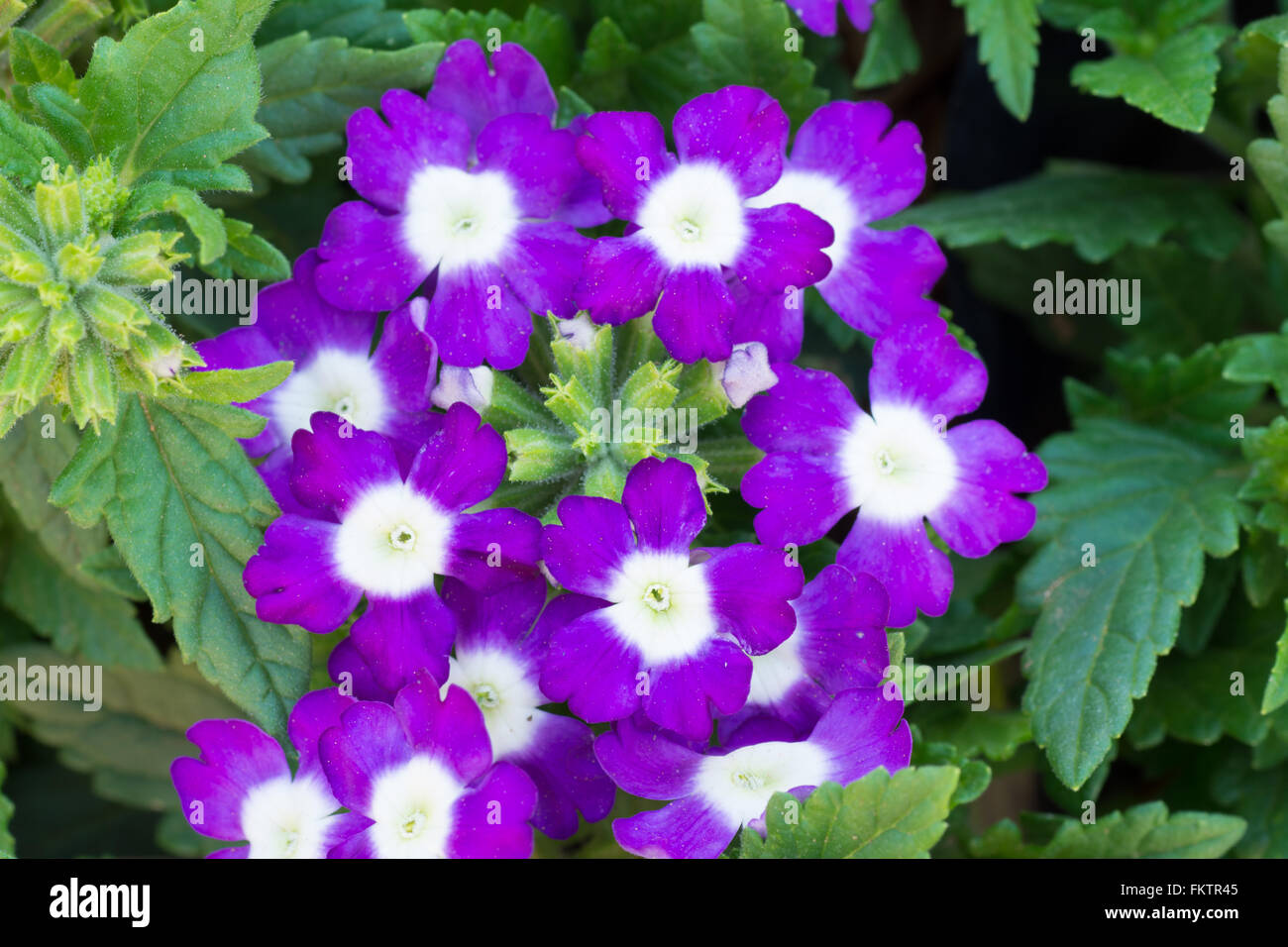 VERBENAS Damen Gummistiefel Lina Mate Combi - Black 19,5cm Schafthöhe