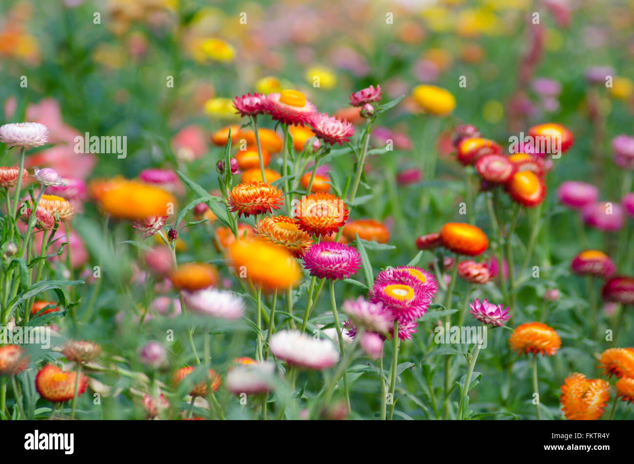 Garden helichrysum hi-res stock photography and images - Page 21 - Alamy