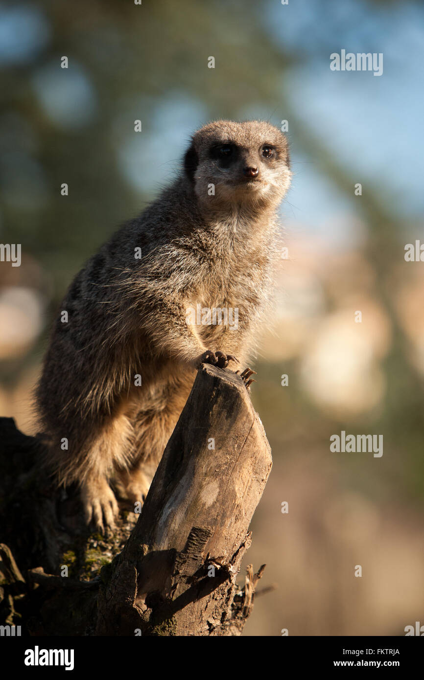 Captive meerkat basks in the winter sun at Twycross Zoo, Warwickshire, UK. Stock Photo