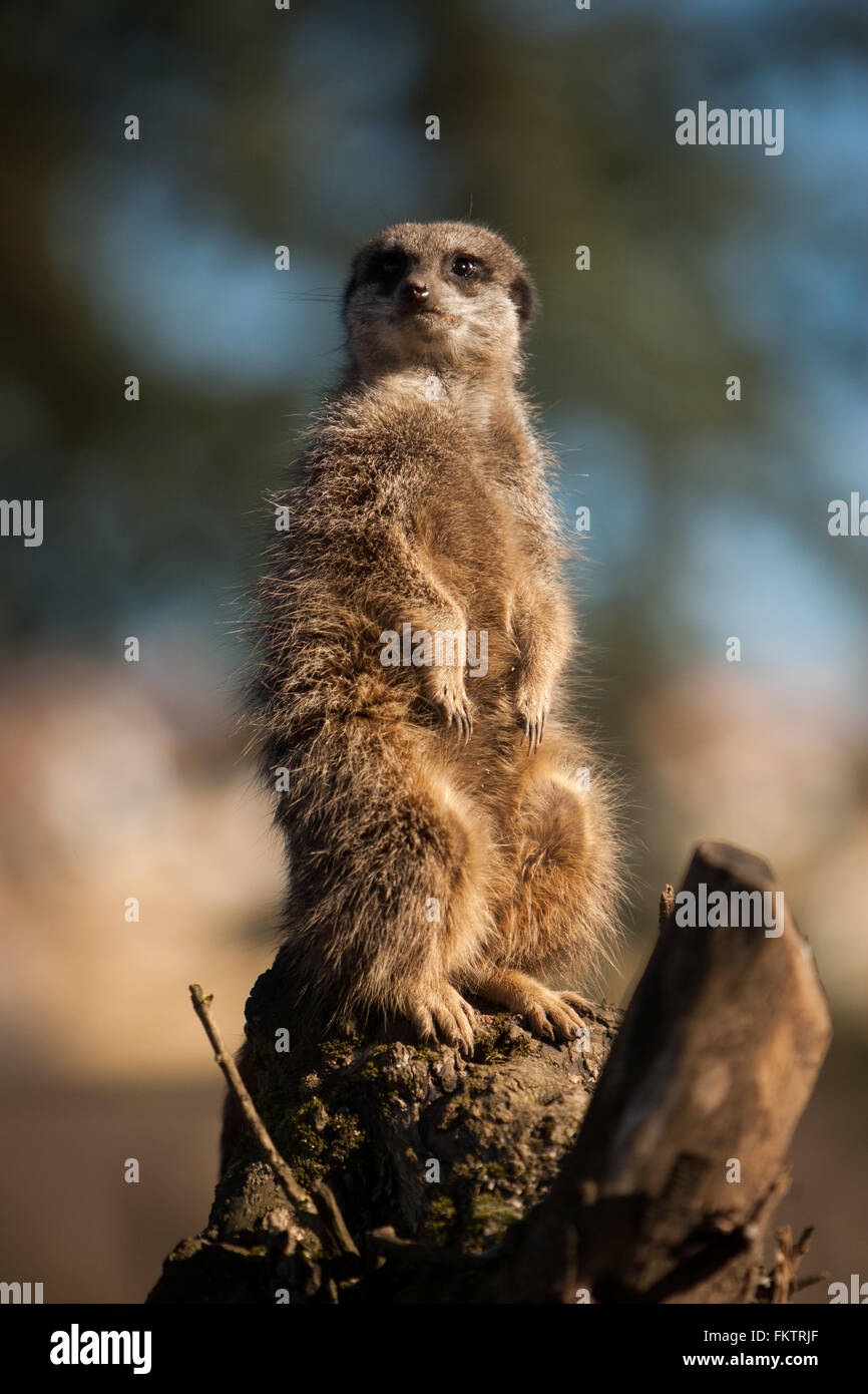 Captive meerkat basks in the winter sun at Twycross Zoo, Warwickshire, UK. Stock Photo