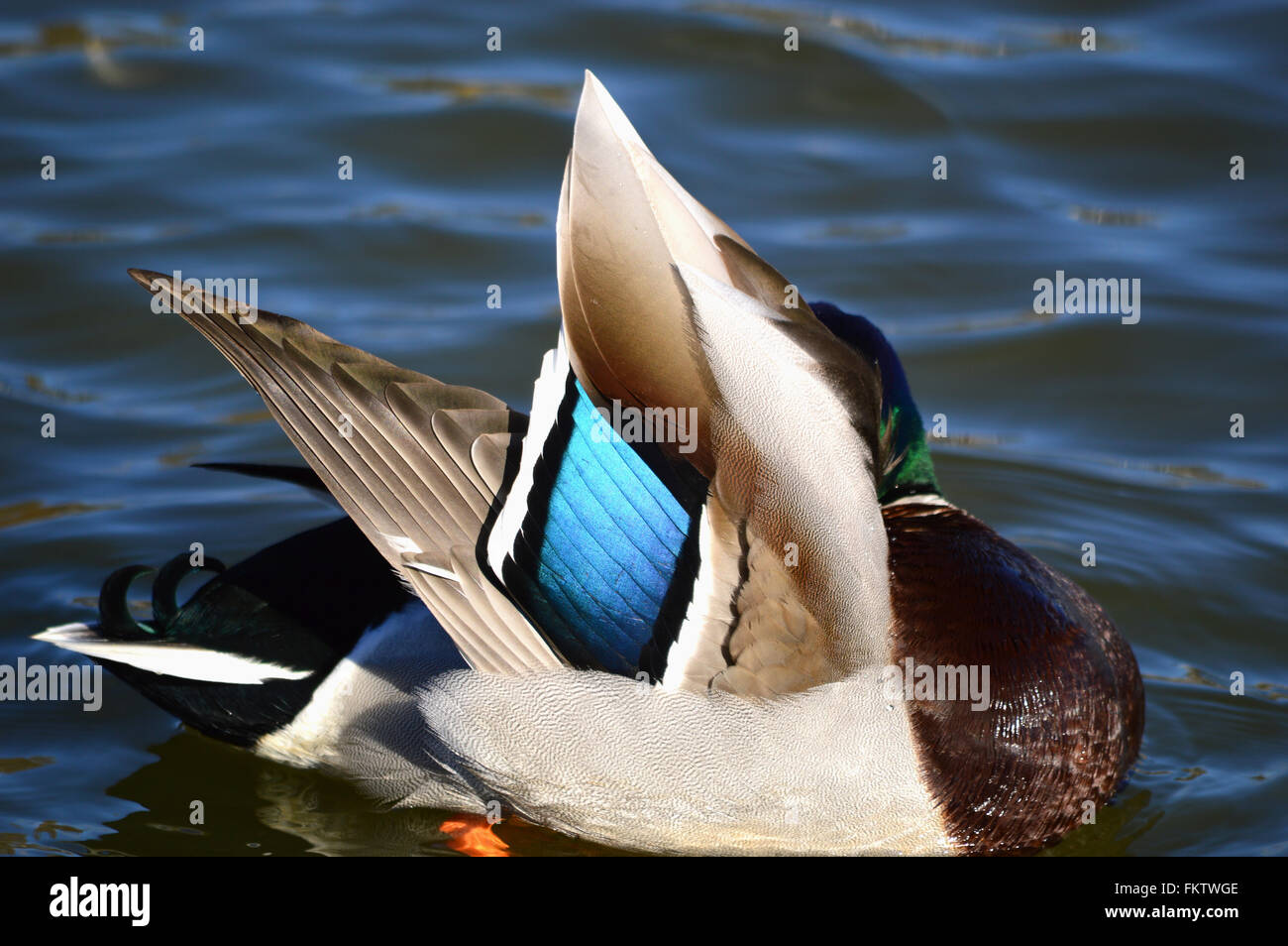 Male mallard preening it's feathers showing their beautiful colours Stock Photo