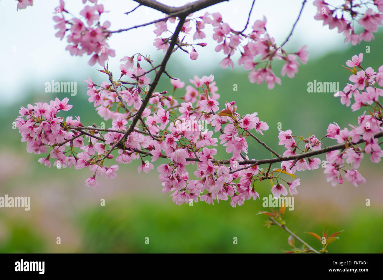Wild Himalayan Cherry bloomimg on tree at Phu lom lo mountain, Loei provice, Thailand Stock Photo