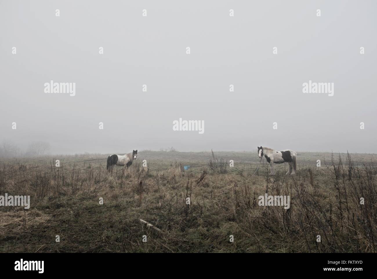 Horse in misty countryside landscape Stock Photo