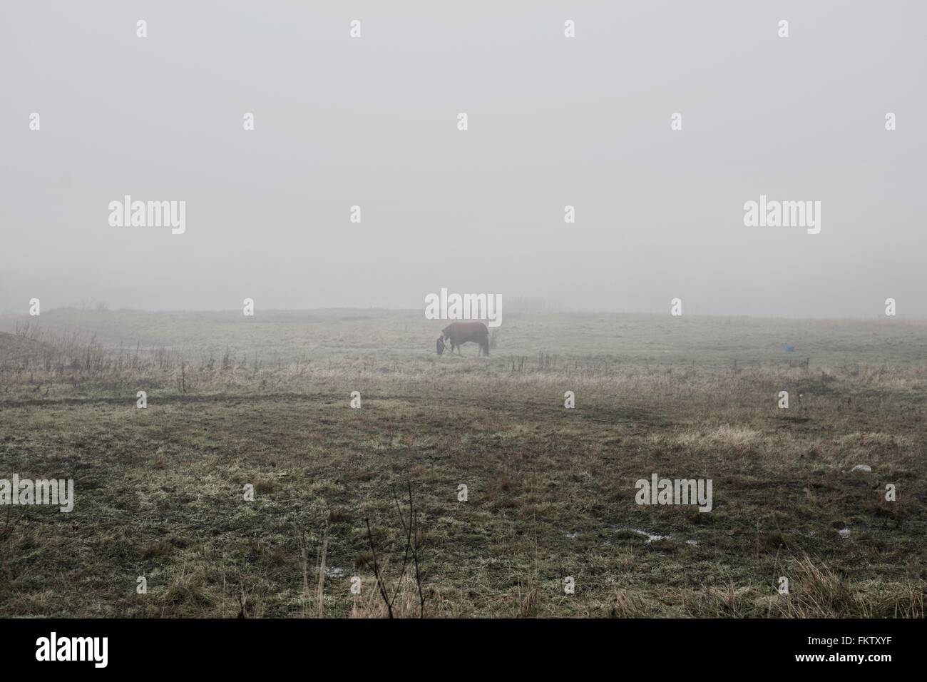 Horse in misty countryside landscape Stock Photo