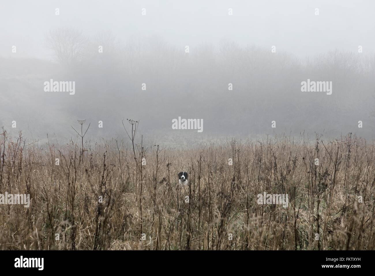 Dog in misty countryside landscape Stock Photo