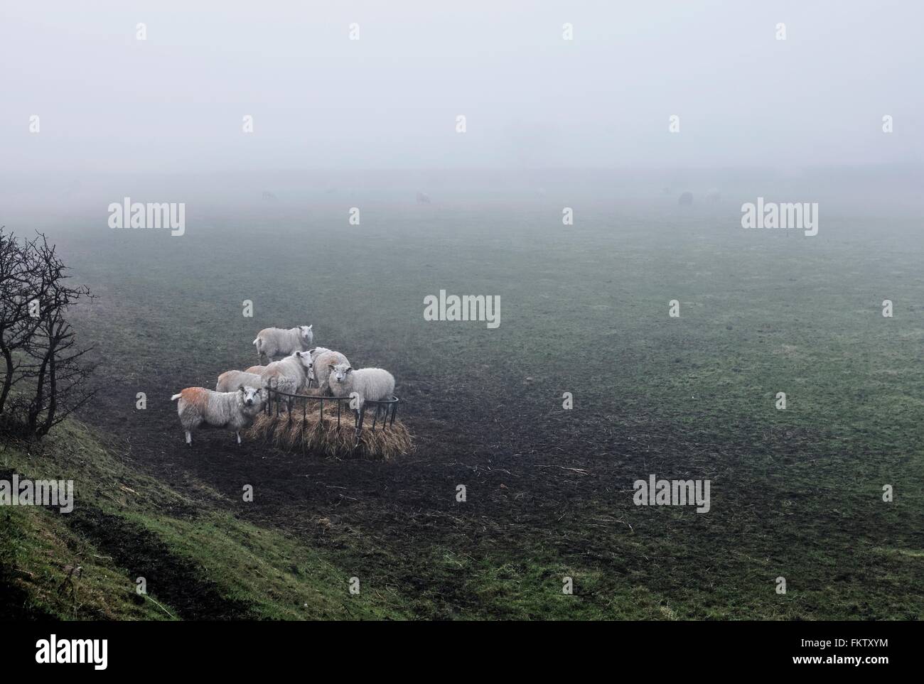 Sheep in misty countryside landscape Stock Photo