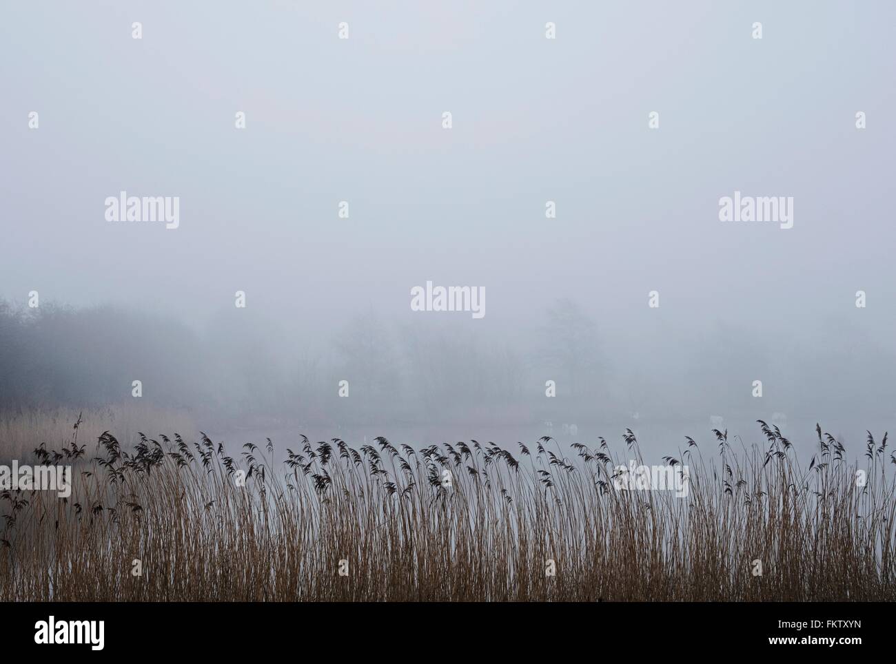 Misty countryside landscape Stock Photo