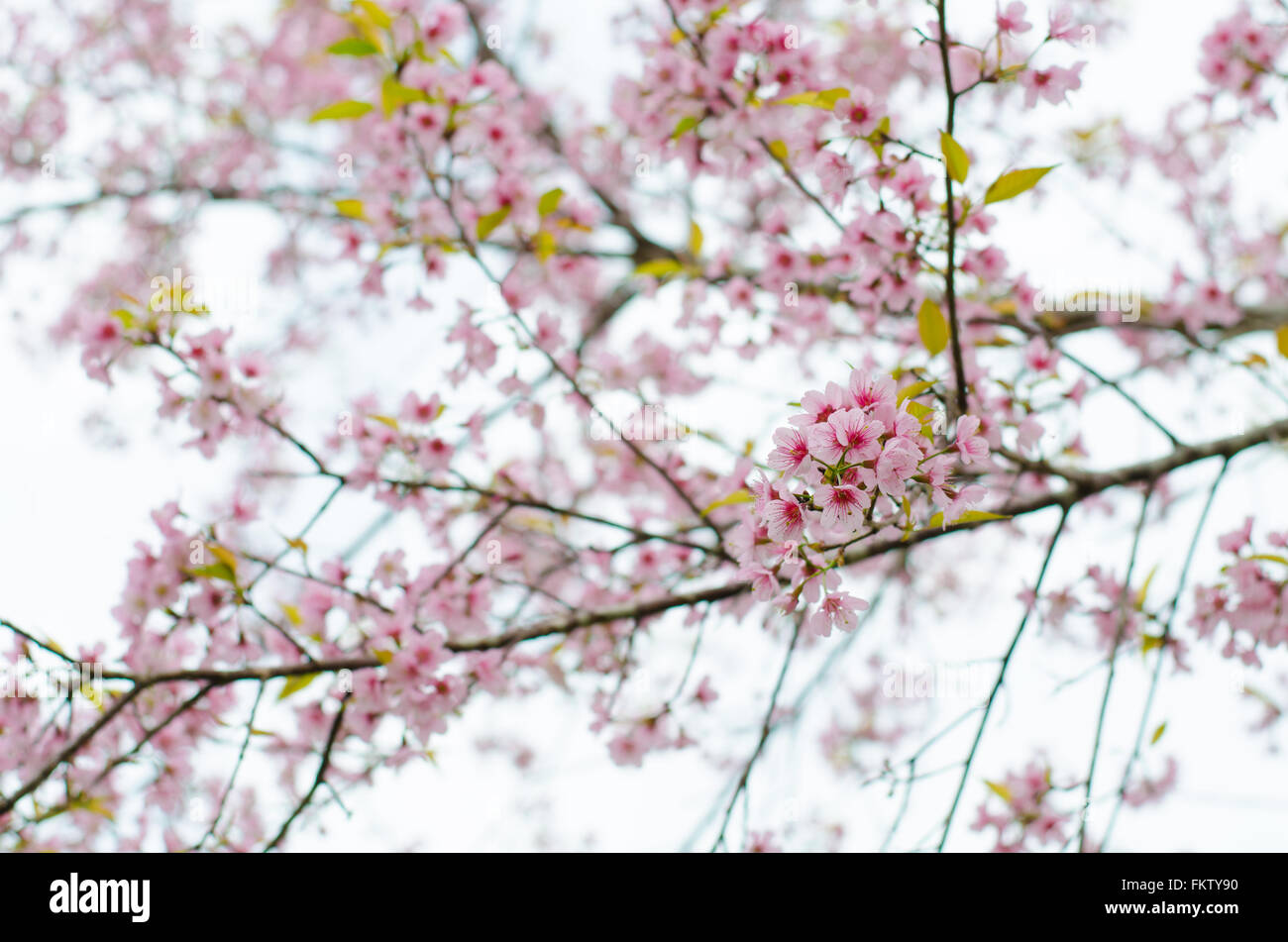 Wild Himalayan Cherry bloomimg on tree at Phu lom lo mountain, Loei provice, Thailand Stock Photo