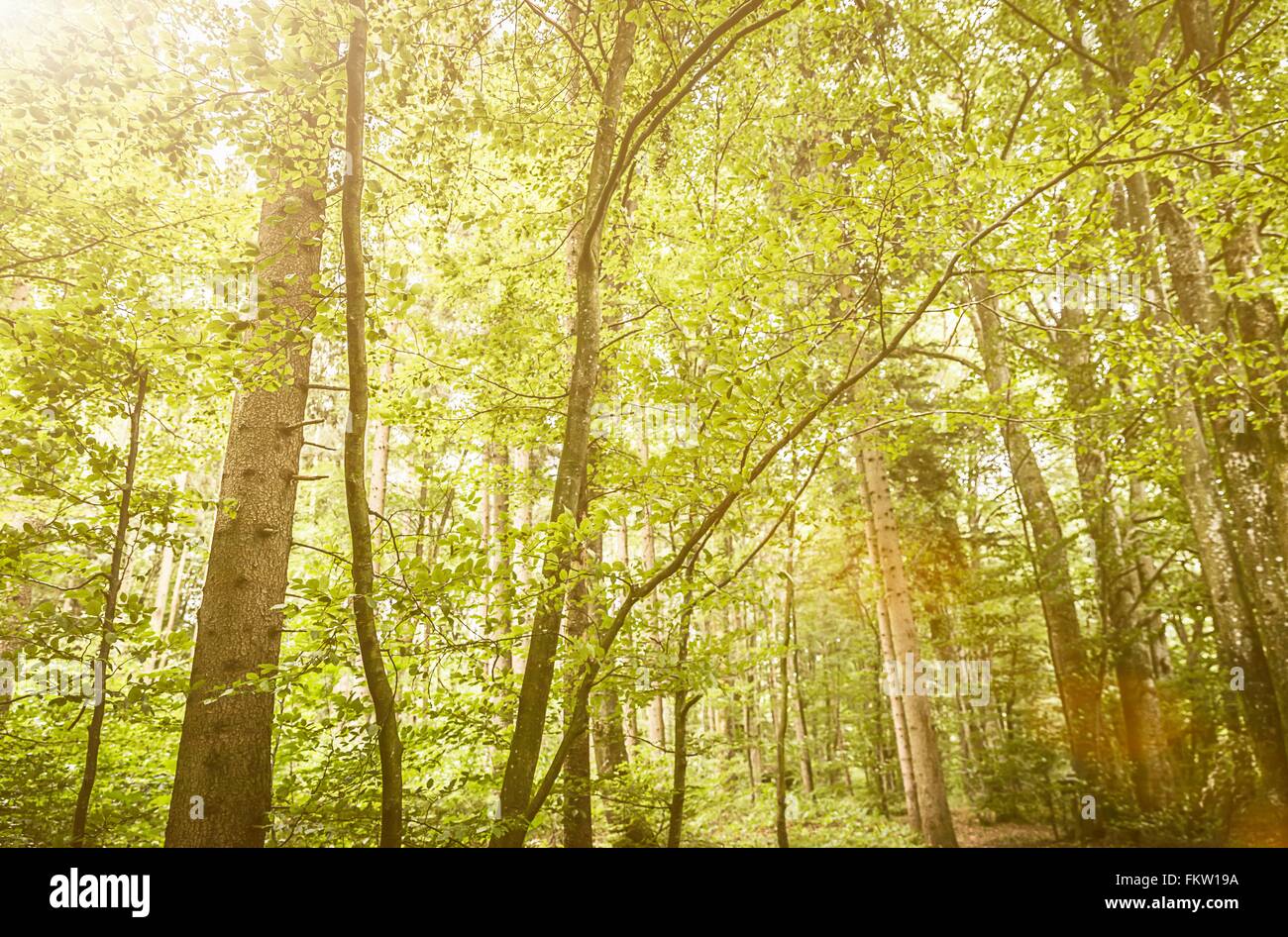 Sunlit forest scene with green foliage Stock Photo