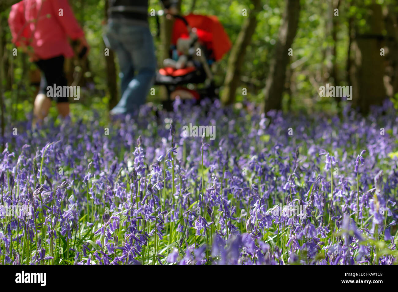 Family enjoying a walk through a carpet of Common Bluebells (Hyacinthoides non-scripta) in springtime. Stock Photo