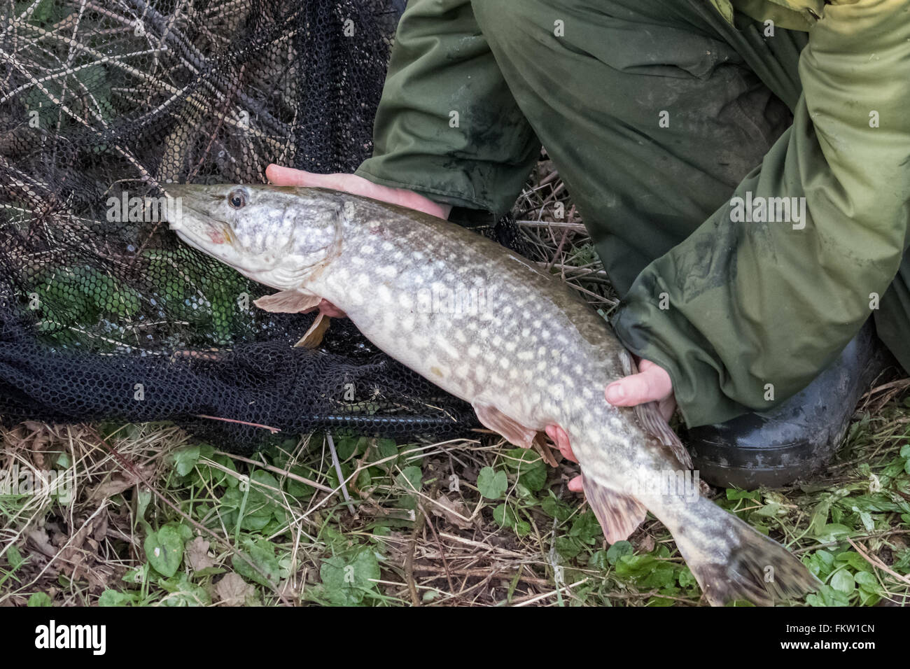 Fisherman holding northern pike with big hardbait in its mouth Stock Photo  - Alamy
