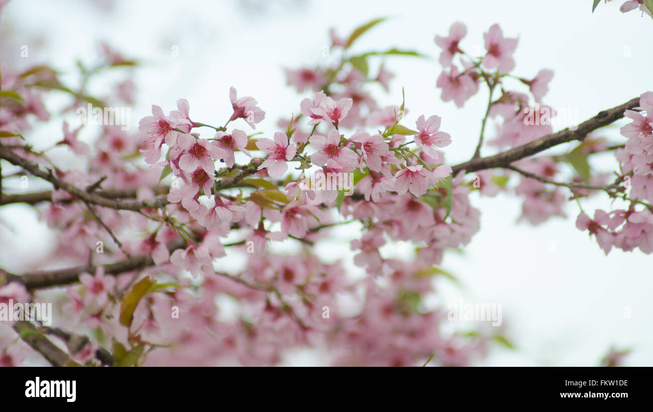 Wild Himalayan Cherry bloomimg on tree at Phu lom lo mountain, Loei provice, Thailand Stock Photo