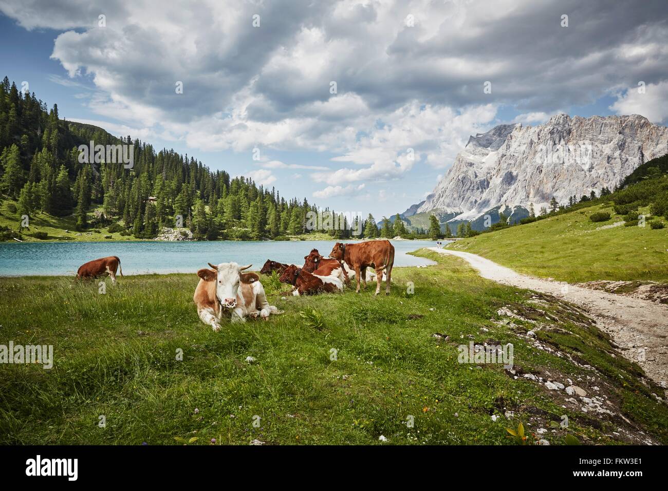 Cows in lakeside valley, Ehrwald, Tyrol, Austria Stock Photo