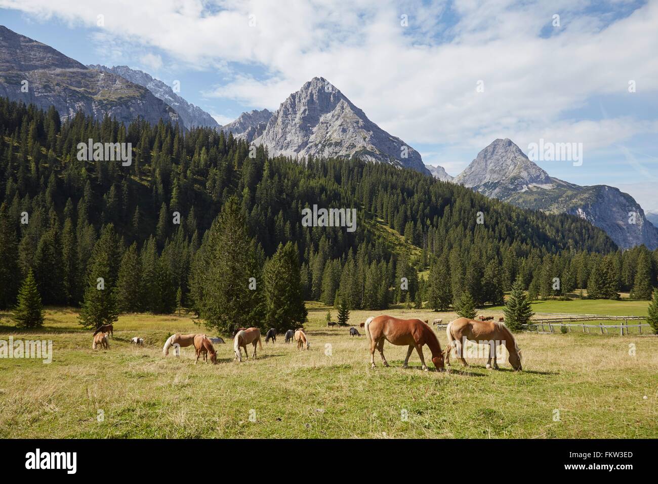 Herd of horses grazing in valley, Ehrwald, Tyrol, Austria Stock Photo