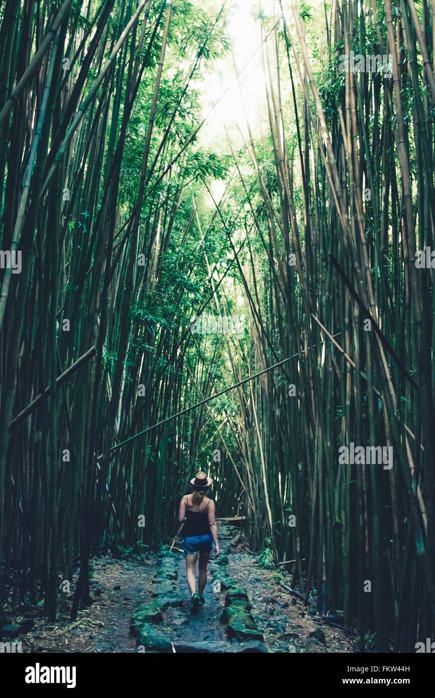 Rear view of female tourist strolling in bamboo grove, Haleakala, Hawaii, USA Stock Photo