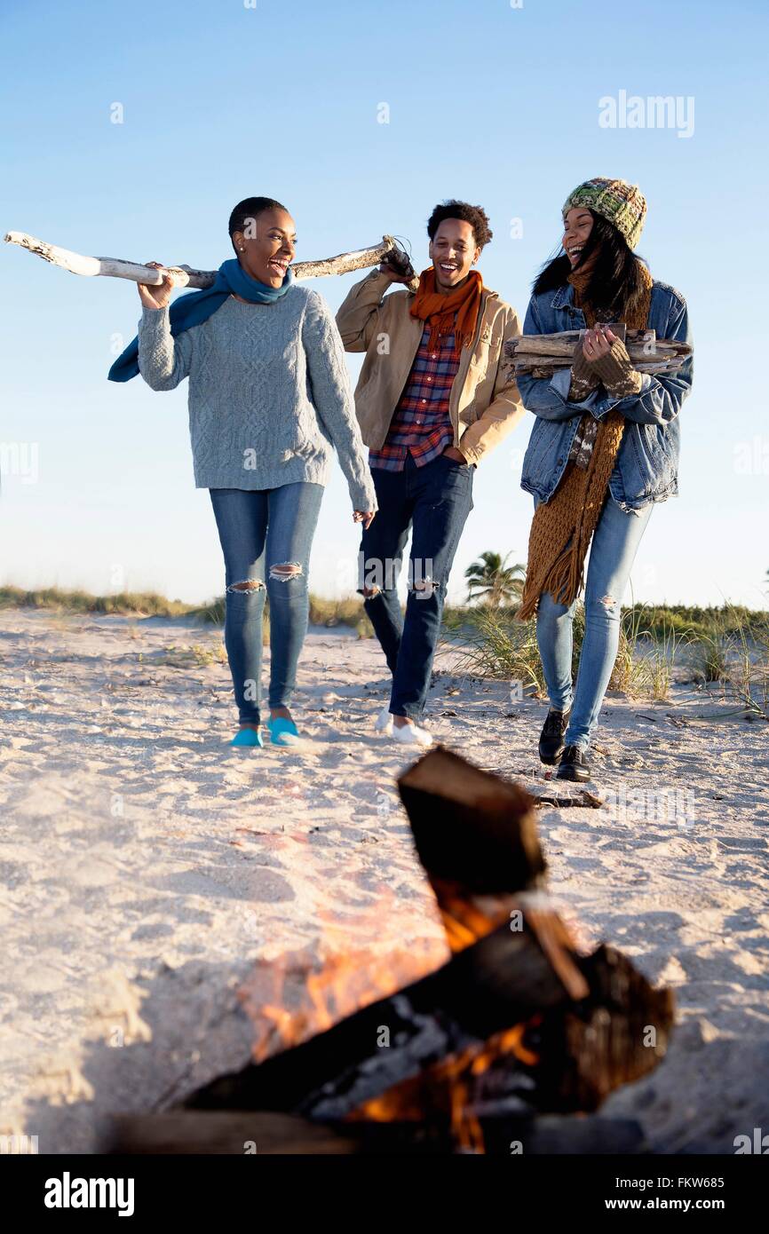 Three friends on beach, gathering drift wood for camp fire Stock Photo