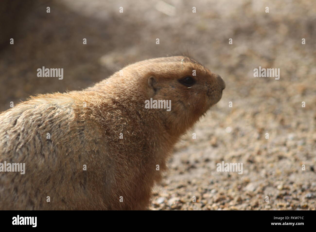 London zoo animals hi-res stock photography and images - Alamy