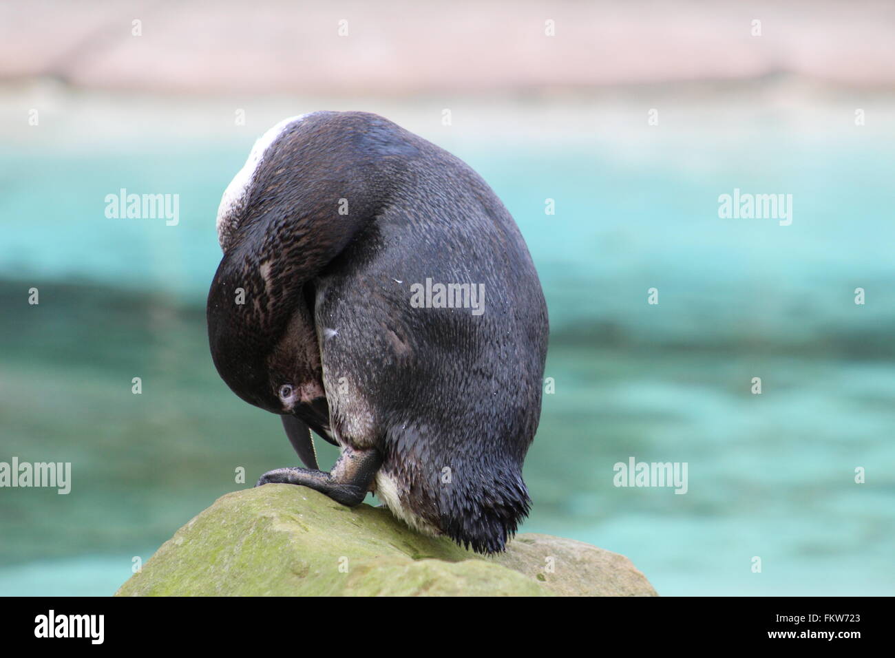penguins, london zoo Stock Photo - Alamy