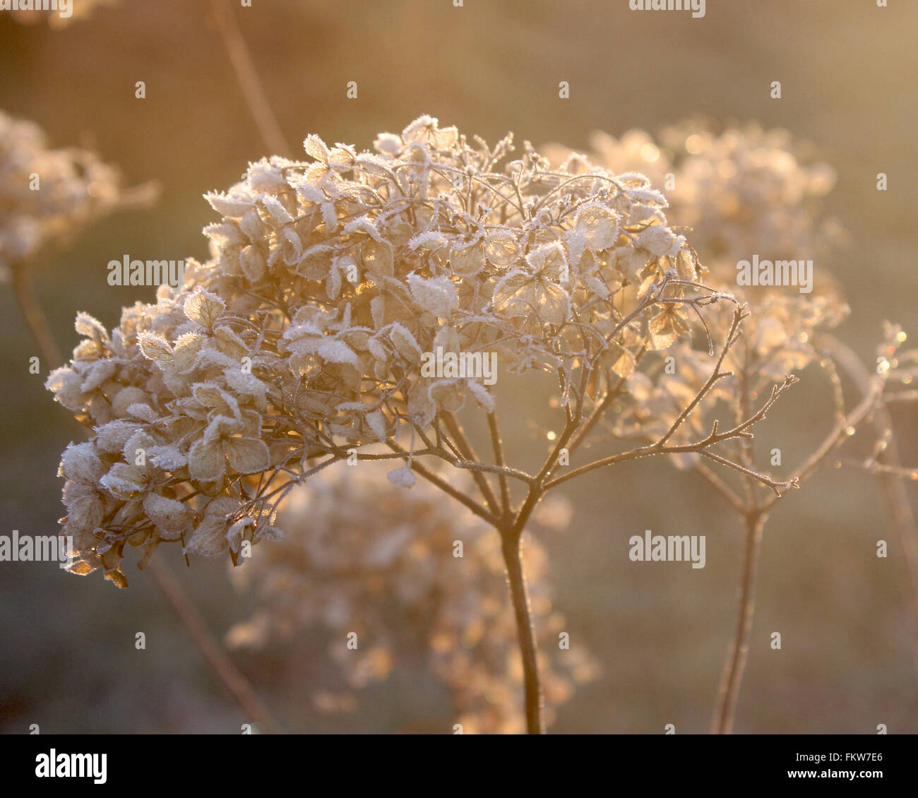 Romantic back lit dried flower head of Hydrangea arborescens Annabelle on a cold misty winters morning. Stock Photo