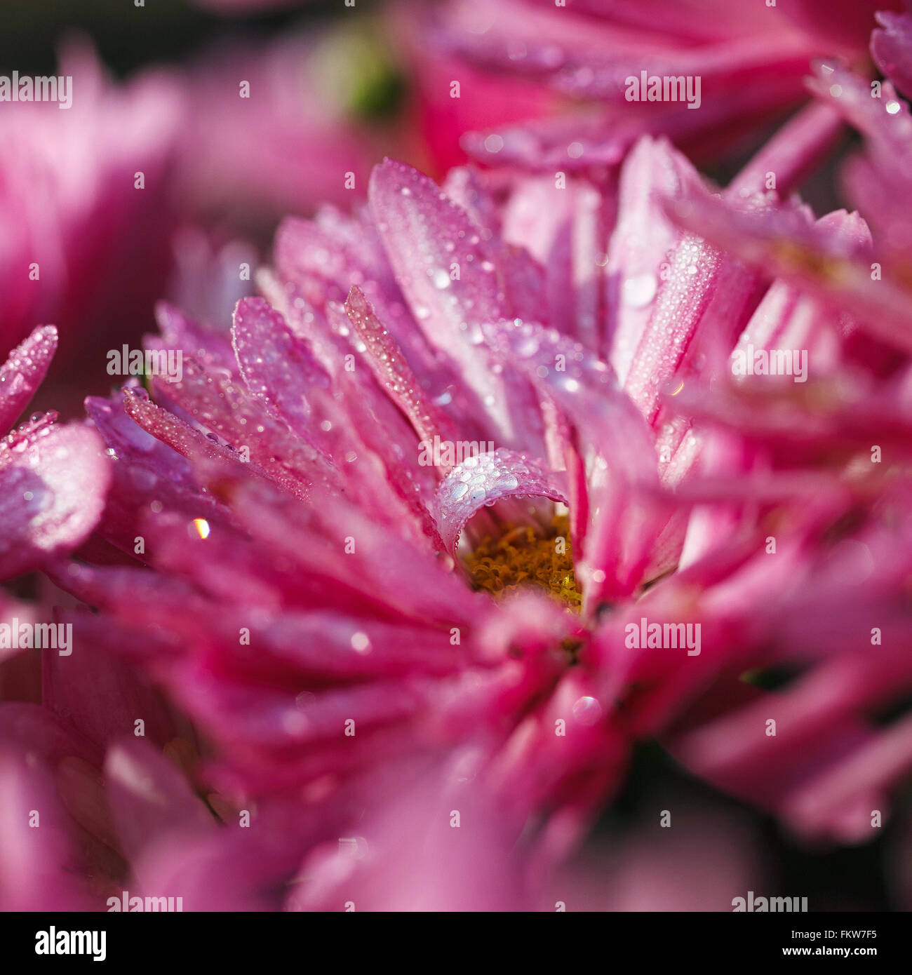 Chrysanthemum flowers macro pink hi-res stock photography and images ...