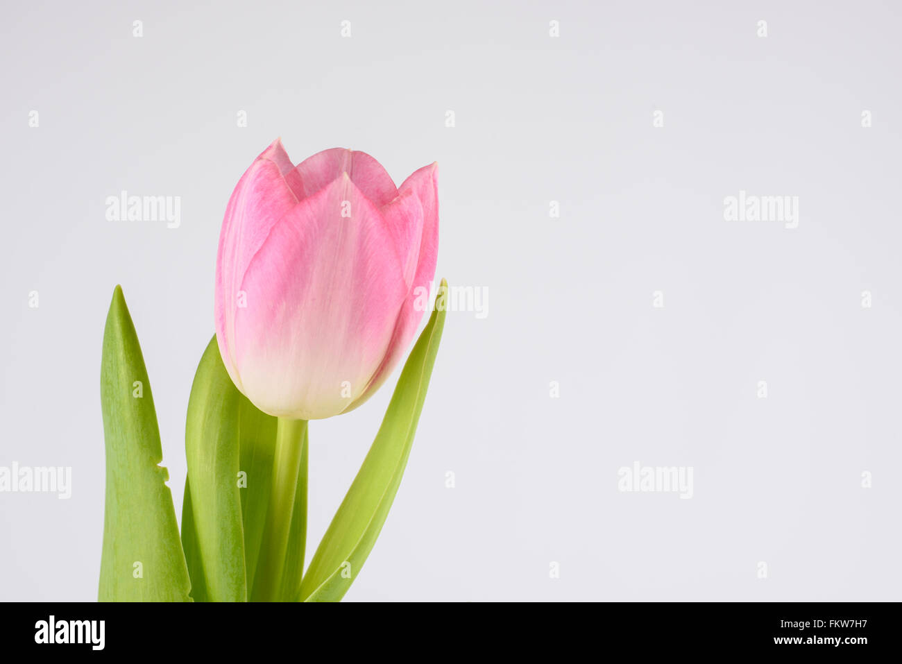 A pink Tulip flower against a white background Stock Photo - Alamy