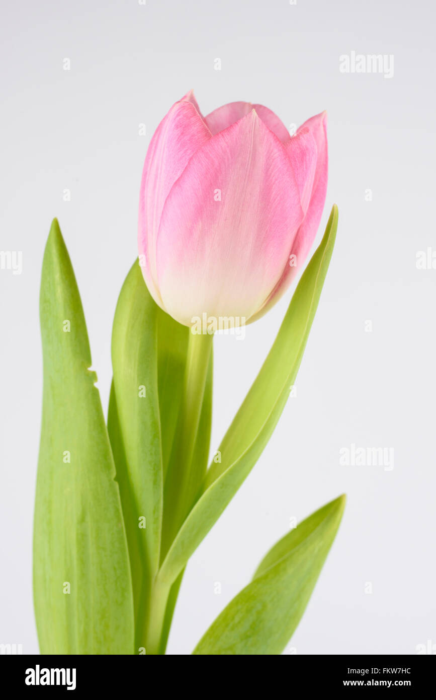 A pink Tulip flower against a white background Stock Photo - Alamy