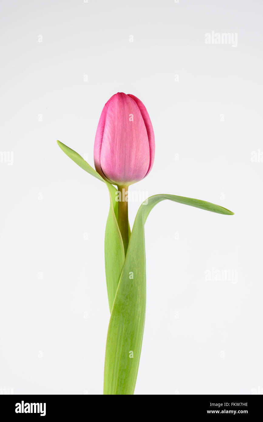 A pink Tulip flower against a white background Stock Photo - Alamy