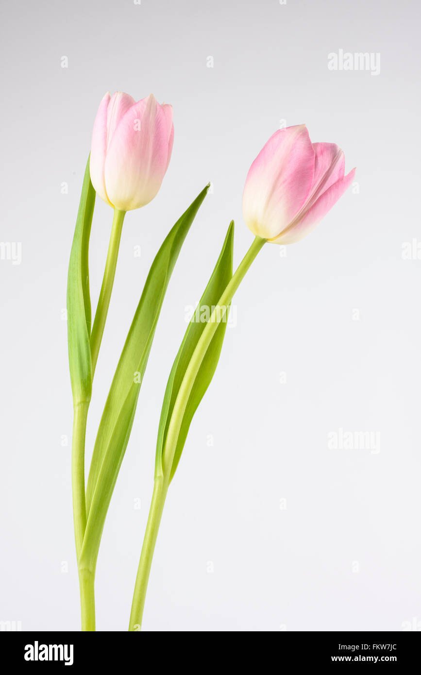 A pair of pink Tulip flowers against a white background Stock Photo - Alamy