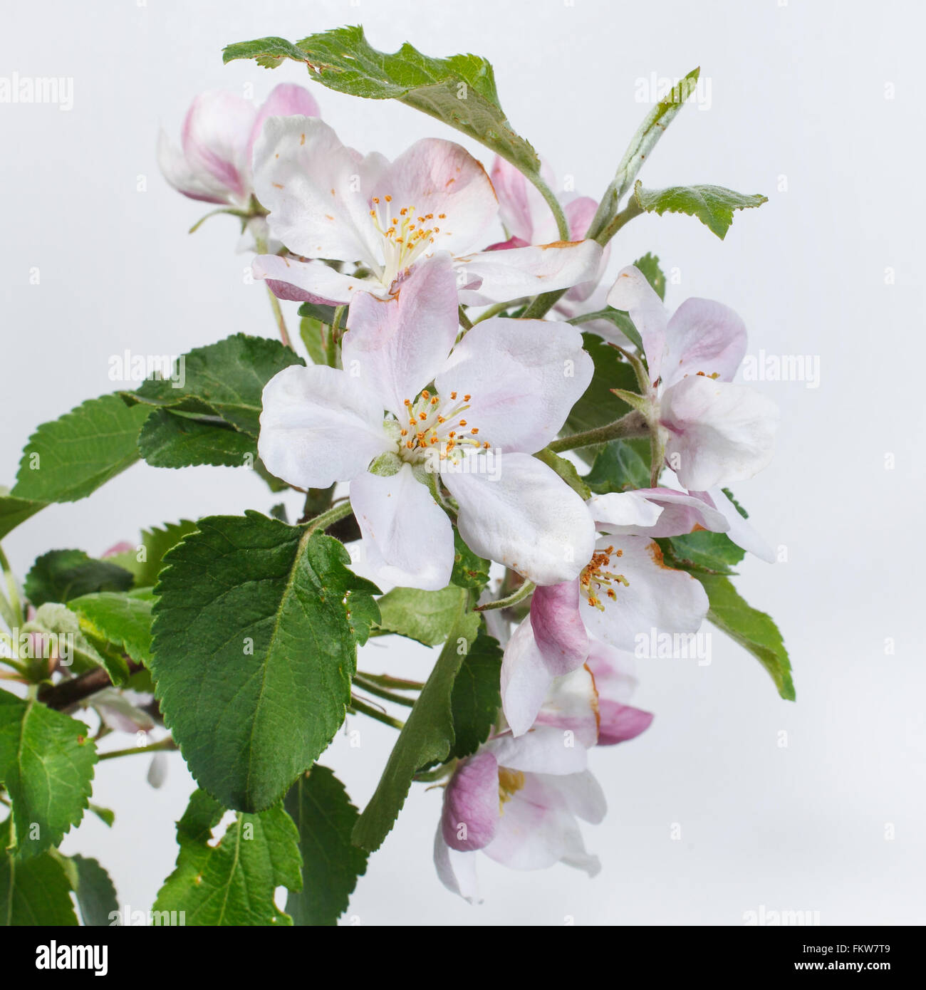 Blooming with branch hi-res stock photography and images - Alamy