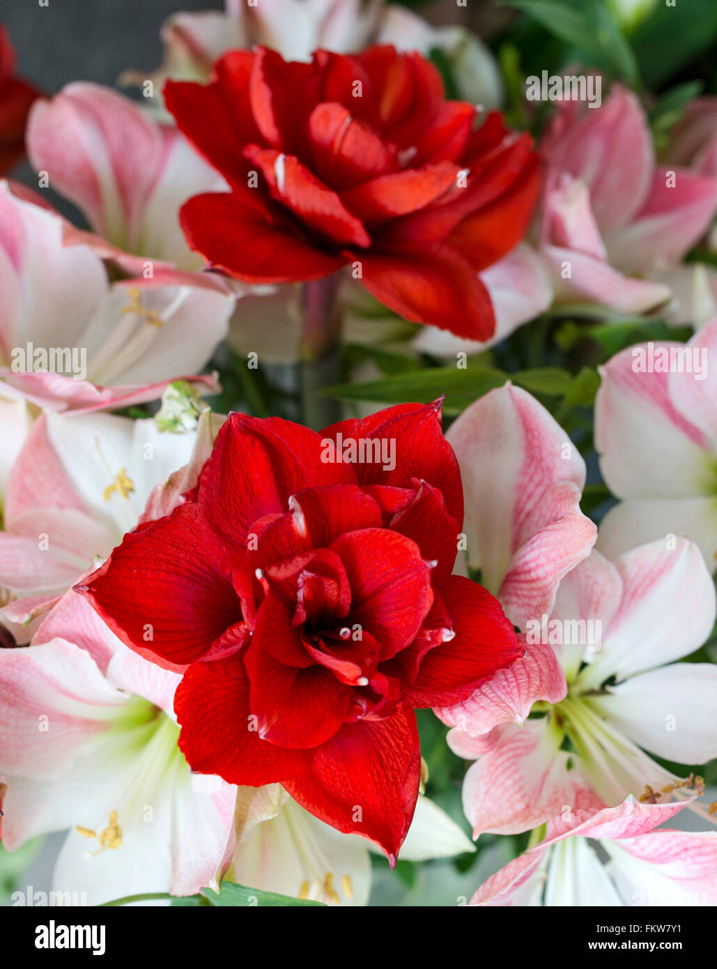 amaryllis flowers in red and soft pink Stock Photo