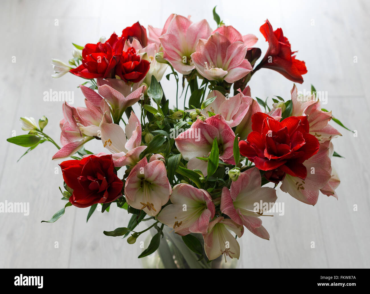 bouquet of red and pink amaryllis flowers on light background Stock Photo