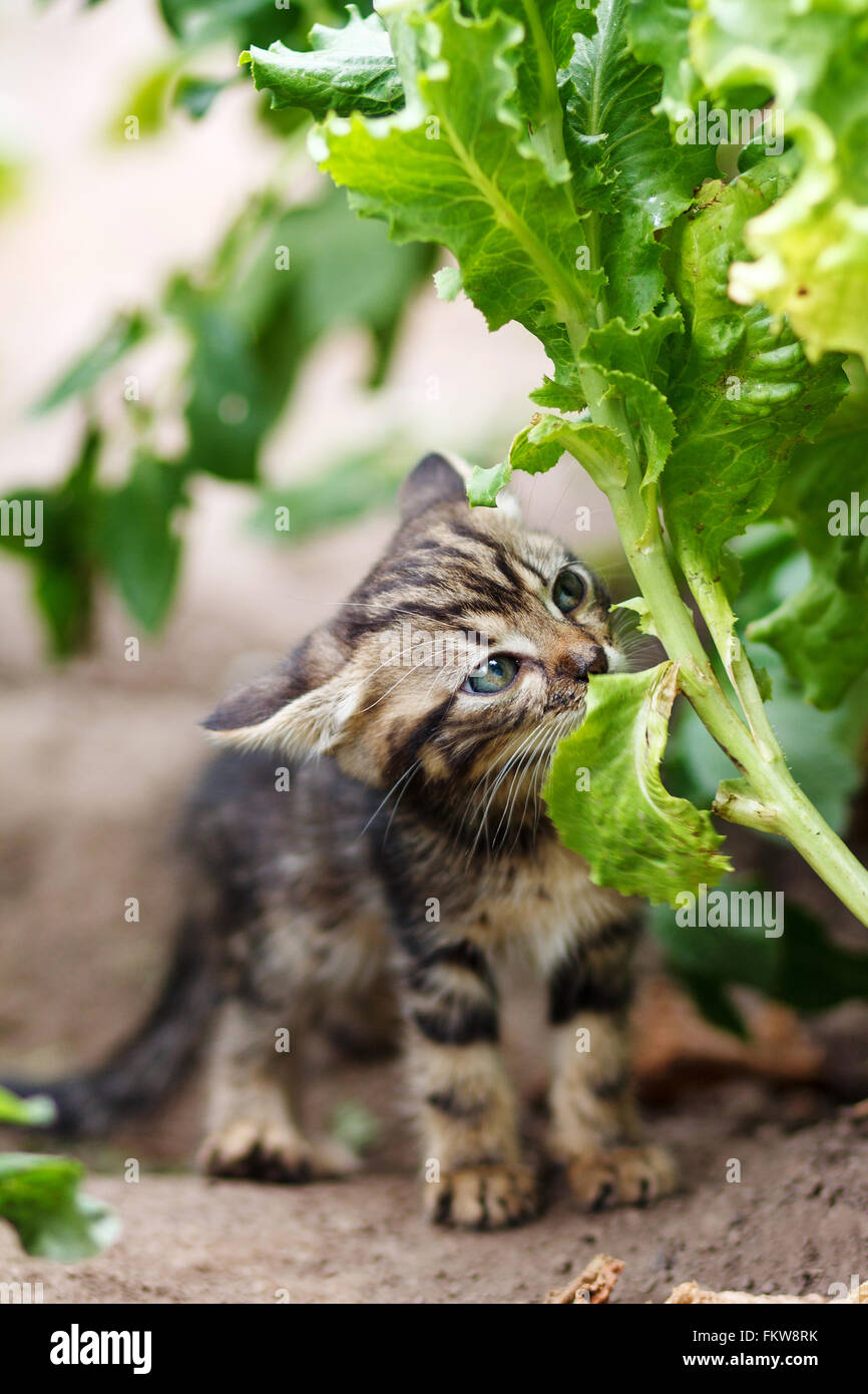 little kitten walking on the garden Stock Photo - Alamy