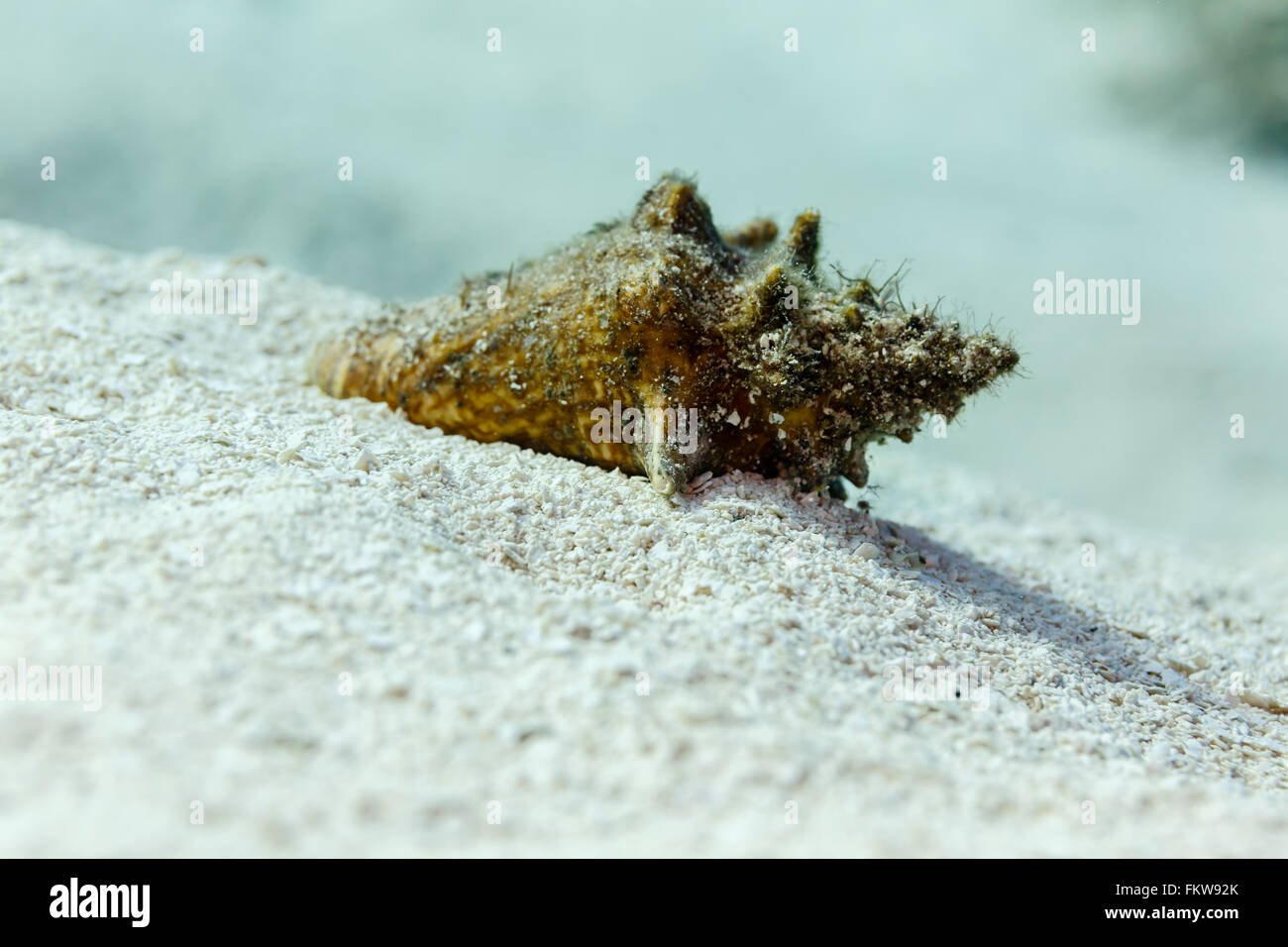 Close-up of small conch shell covered with sand on reef Stock Photo