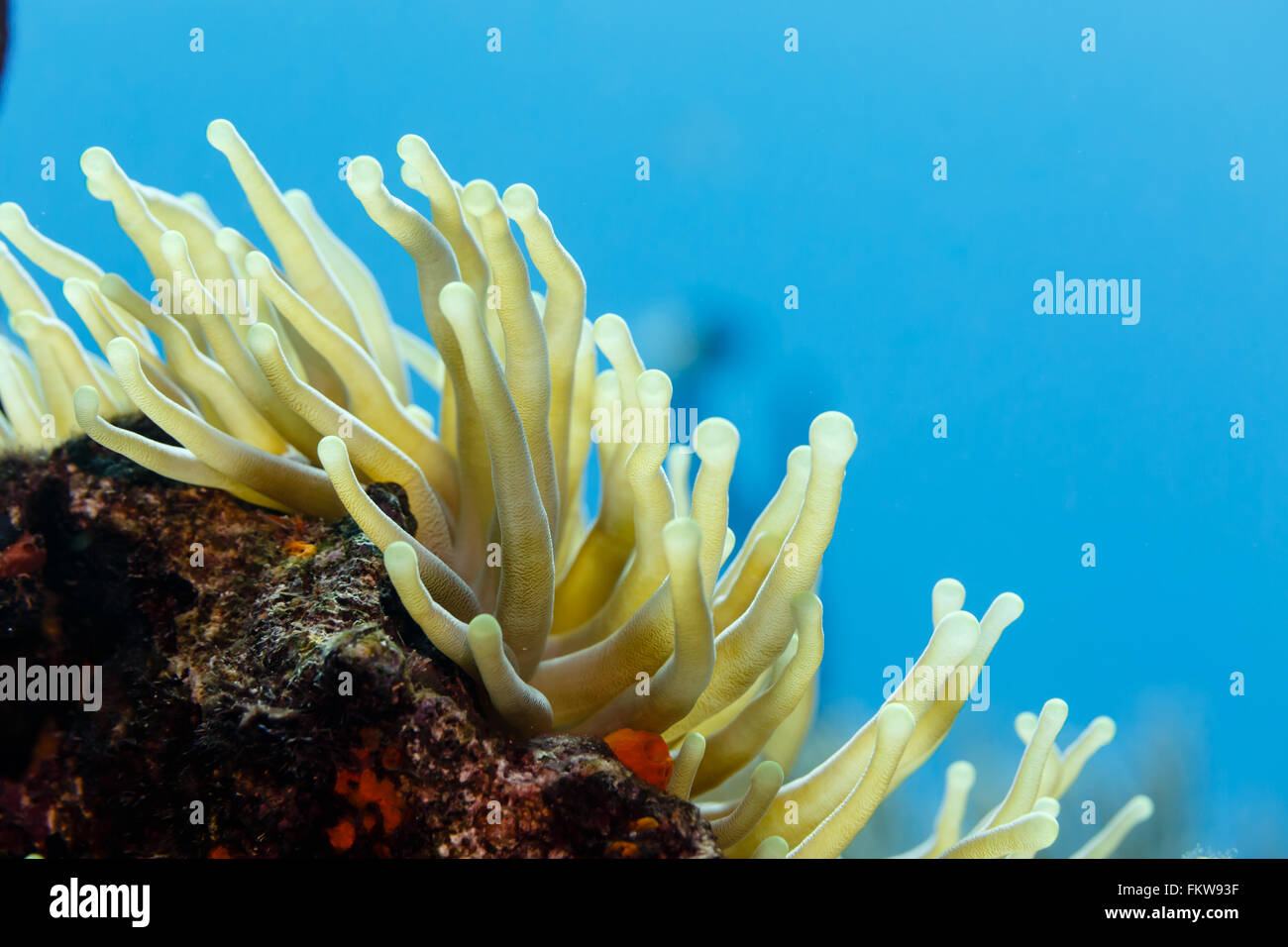 Close-up of open, yellow tentacles swaying in current, sea anemone, anthozoa actinaria, with orange coral around Stock Photo
