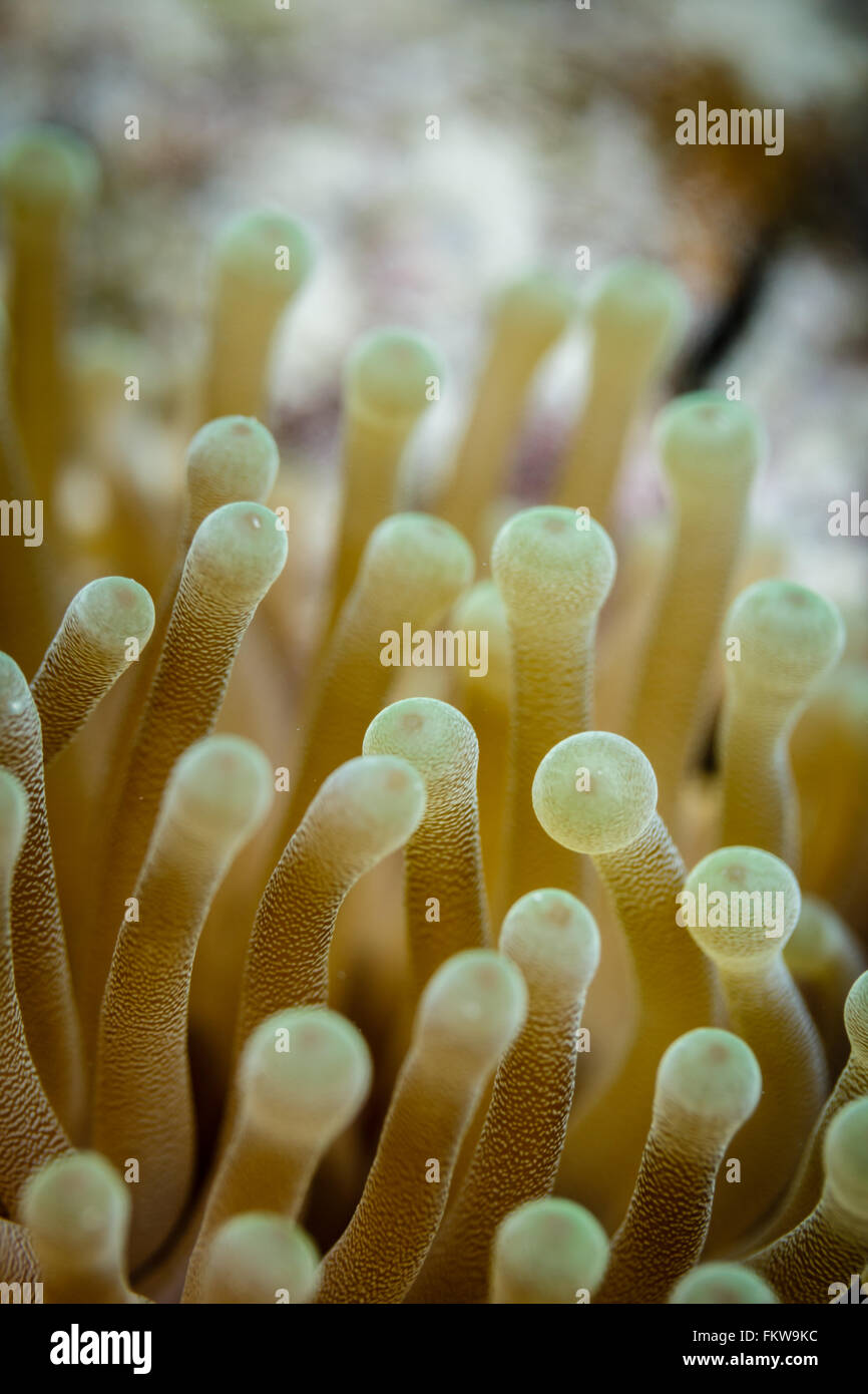 Close-up of yellow tentacles strait up, sea anemone, anthozoa actinaria, on the coral reef Stock Photo