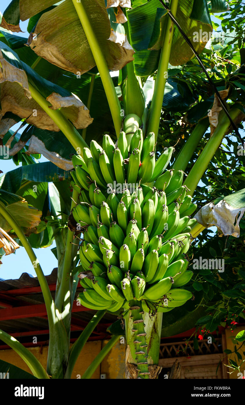 Banana stem hires stock photography and images Alamy