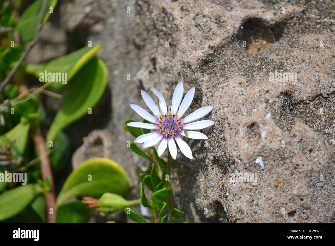 White flower with purple center hi-res stock photography and images - Alamy